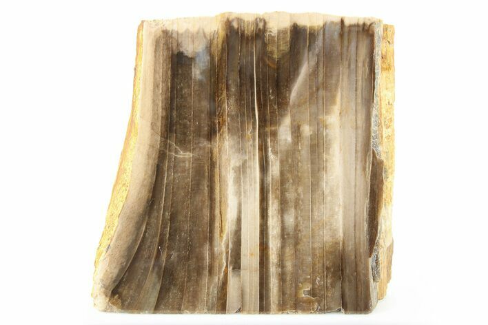 Polished, Petrified Wood (Metasequoia) Stand Up - Oregon #263487